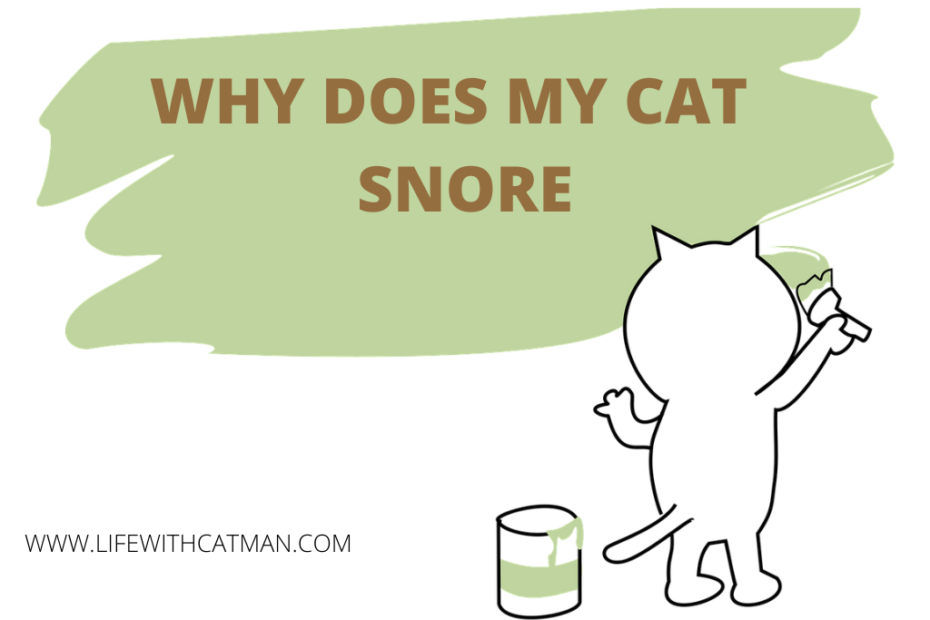 why does my cat snore
