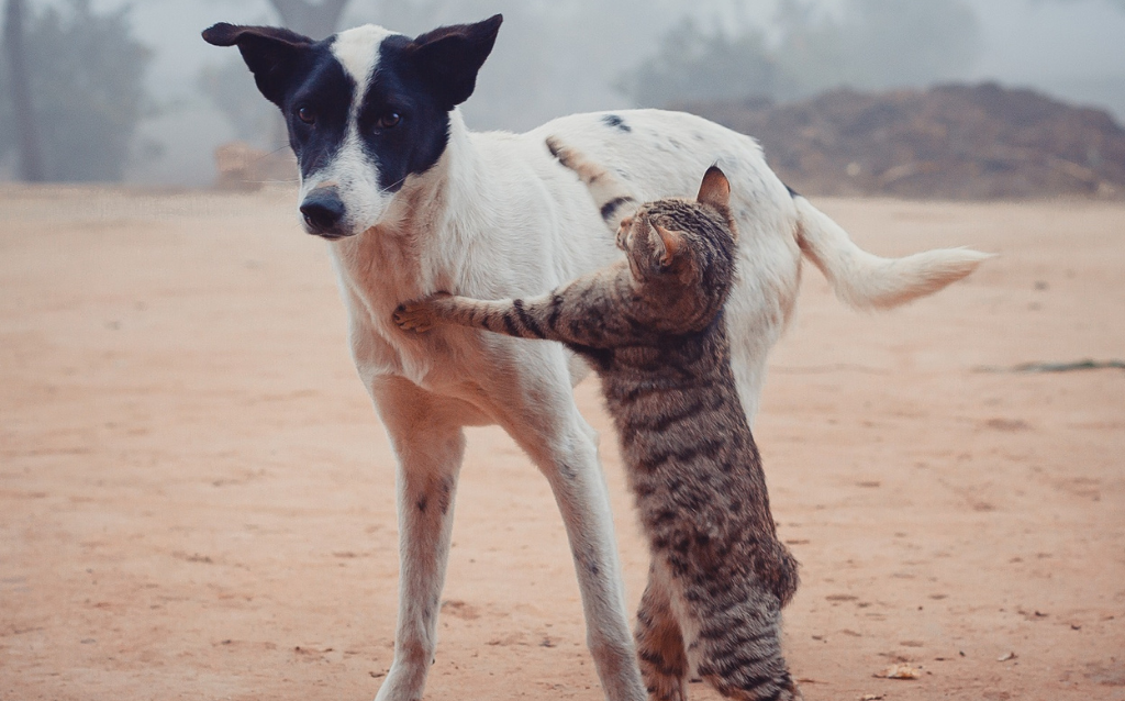 helping your cat and dog get along