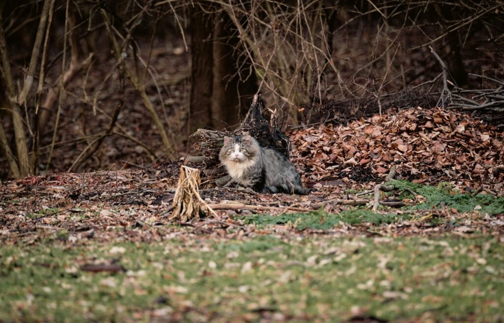siberian cat in the woods