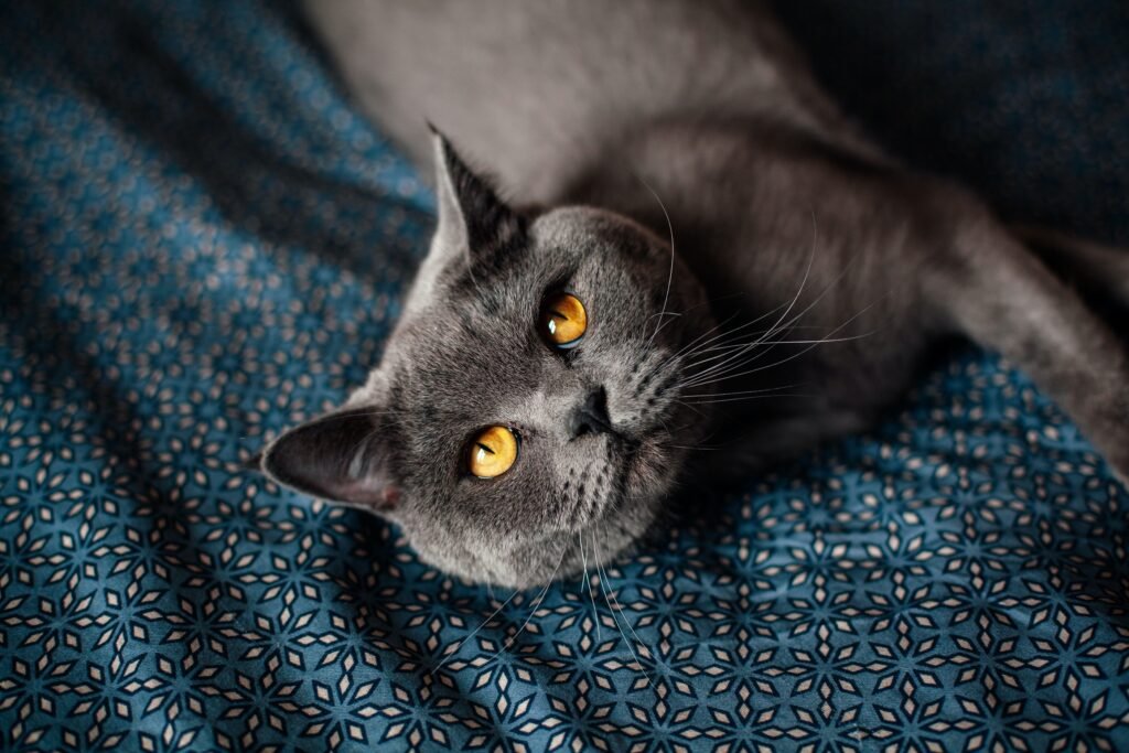 gray cat breeds - british shorthair