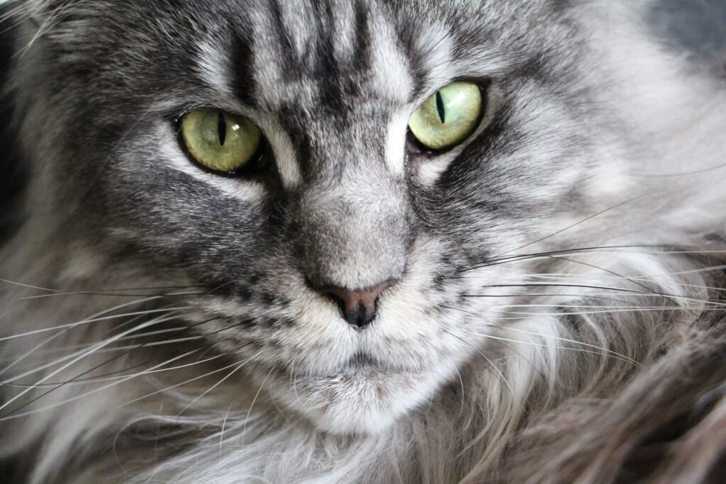 maine coon cats lifespan