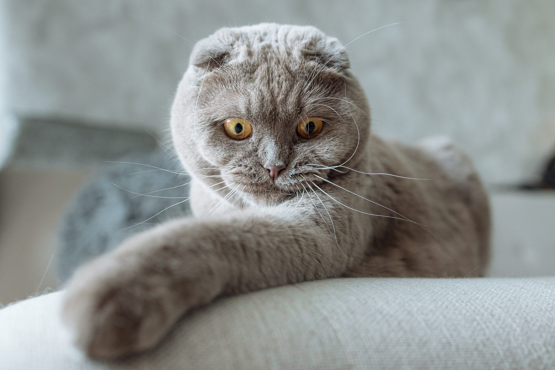 gray cat breeds