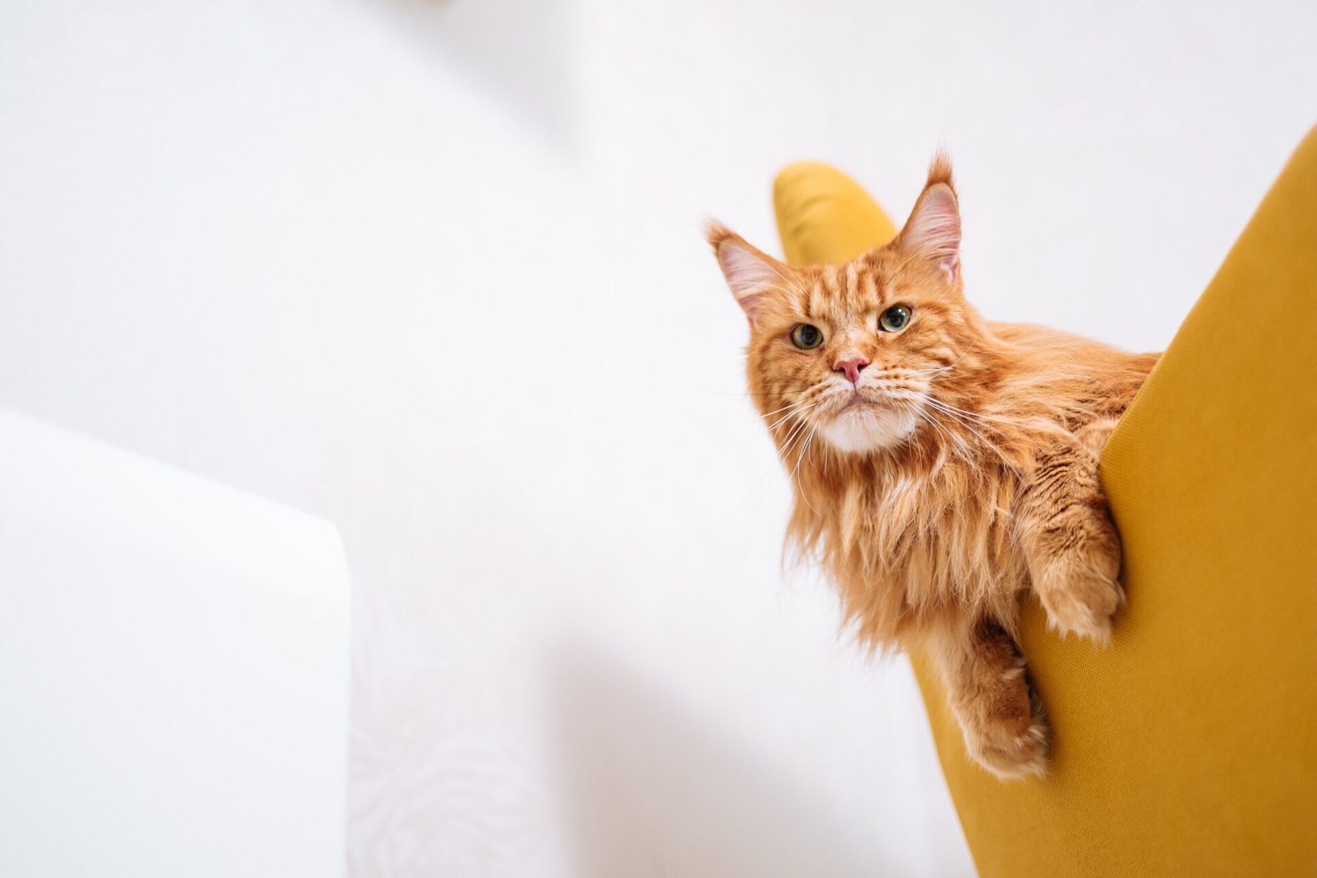 maine coon cats life expectancy