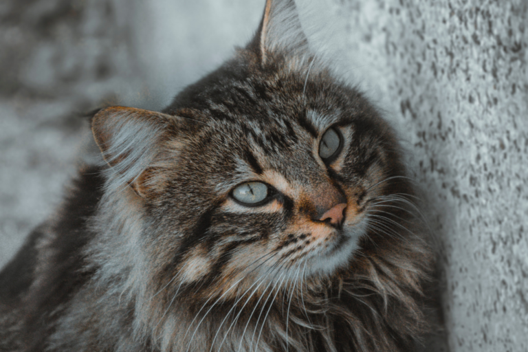 siberian cat