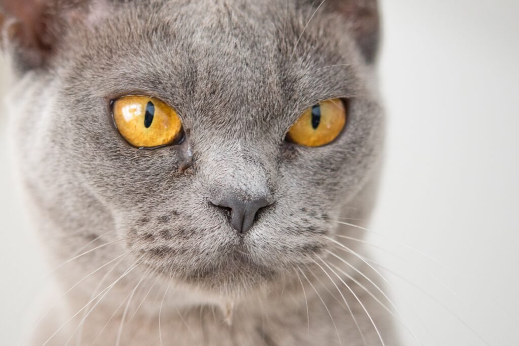 cats protect against negative energy