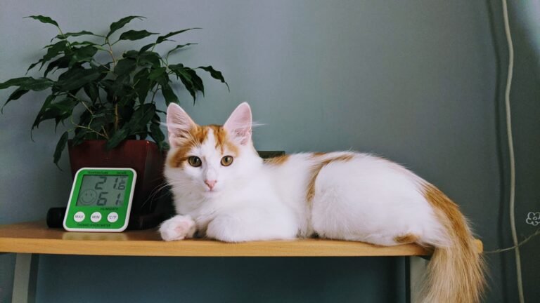 Turkish Angora cat