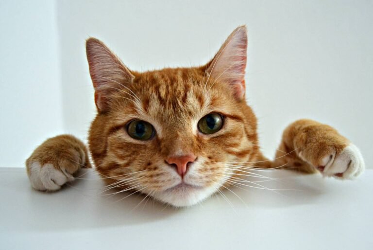 manx cat