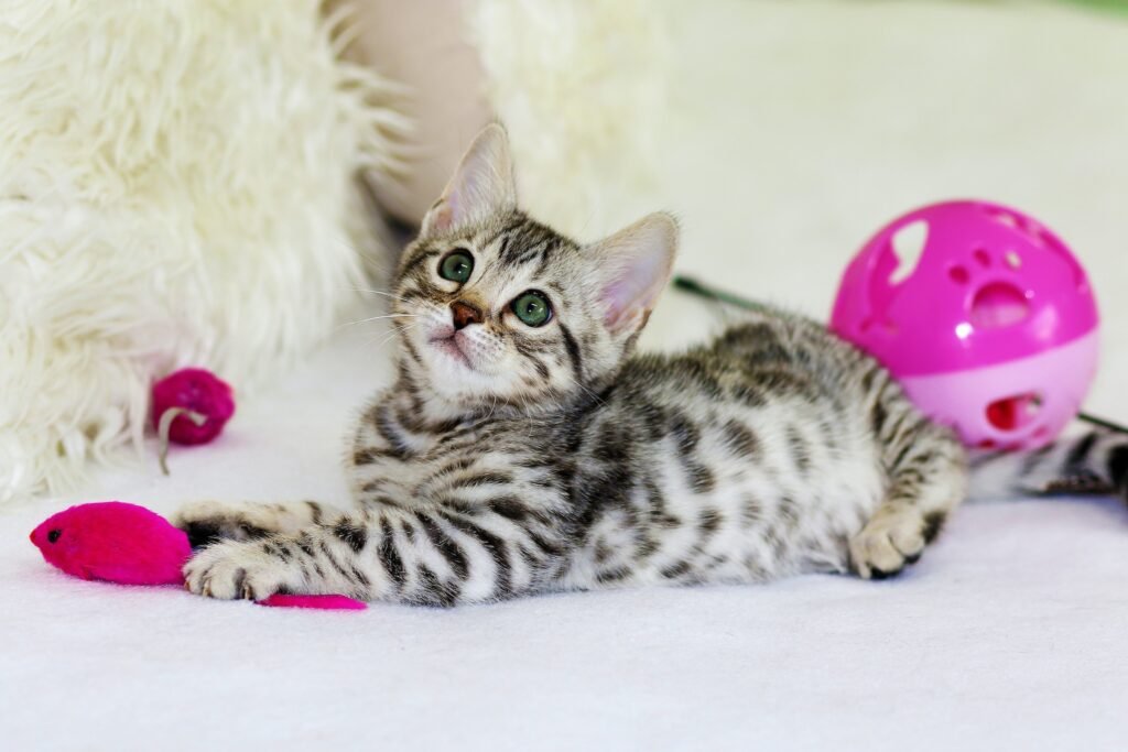 oriental longhair kitten