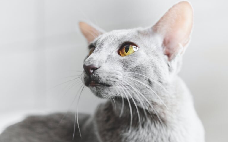oriental shorthair health issues
