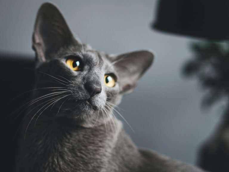 oriental shorthair lifespan