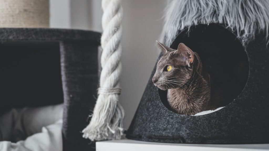 oriental shorthair cat