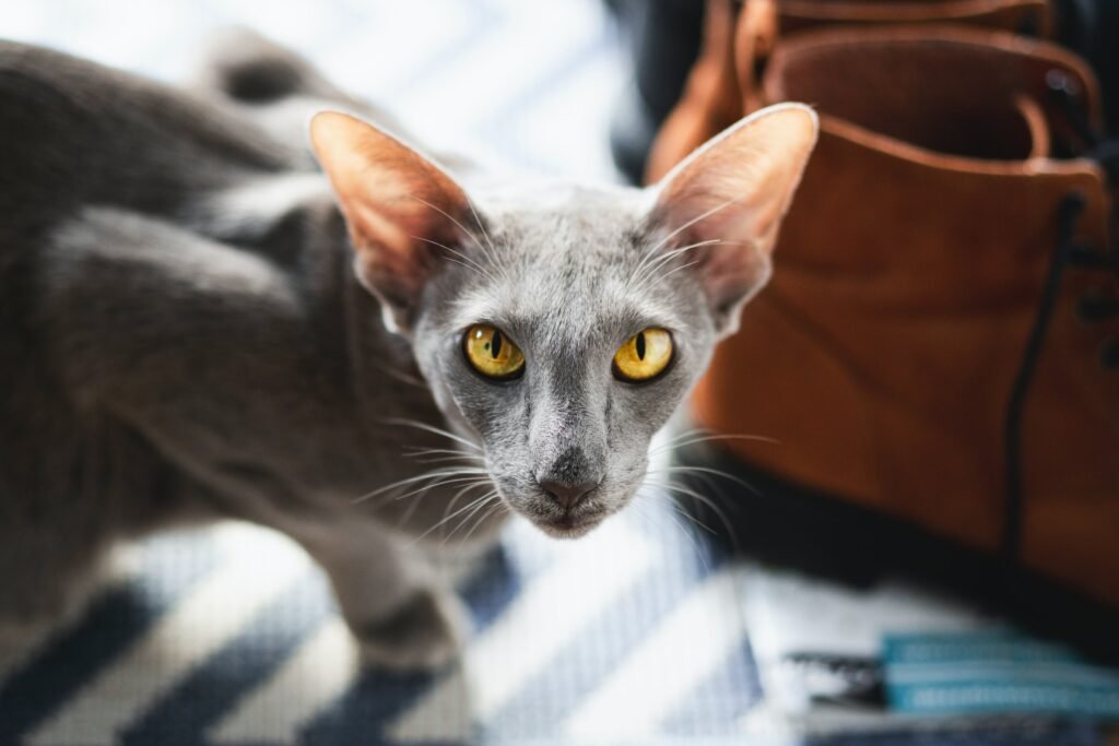 oriental shorthair cat