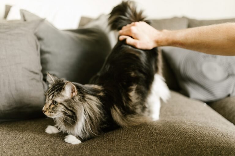 do maine coon cats shed