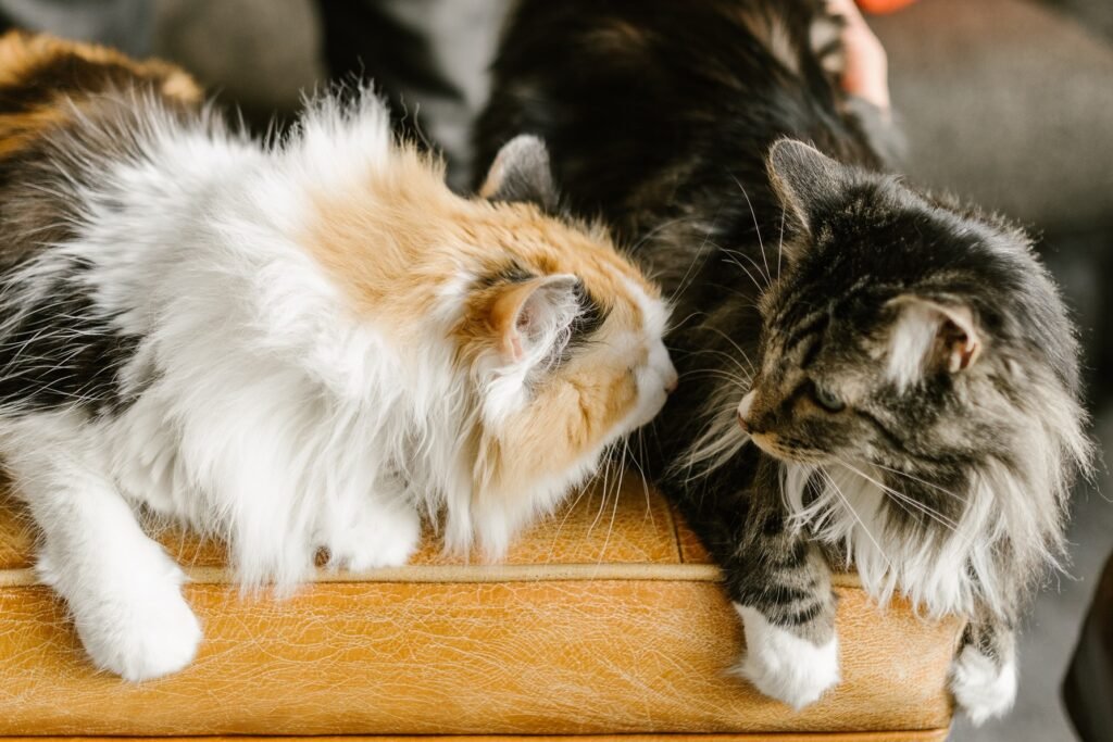 two Maine Coon cats with long fur