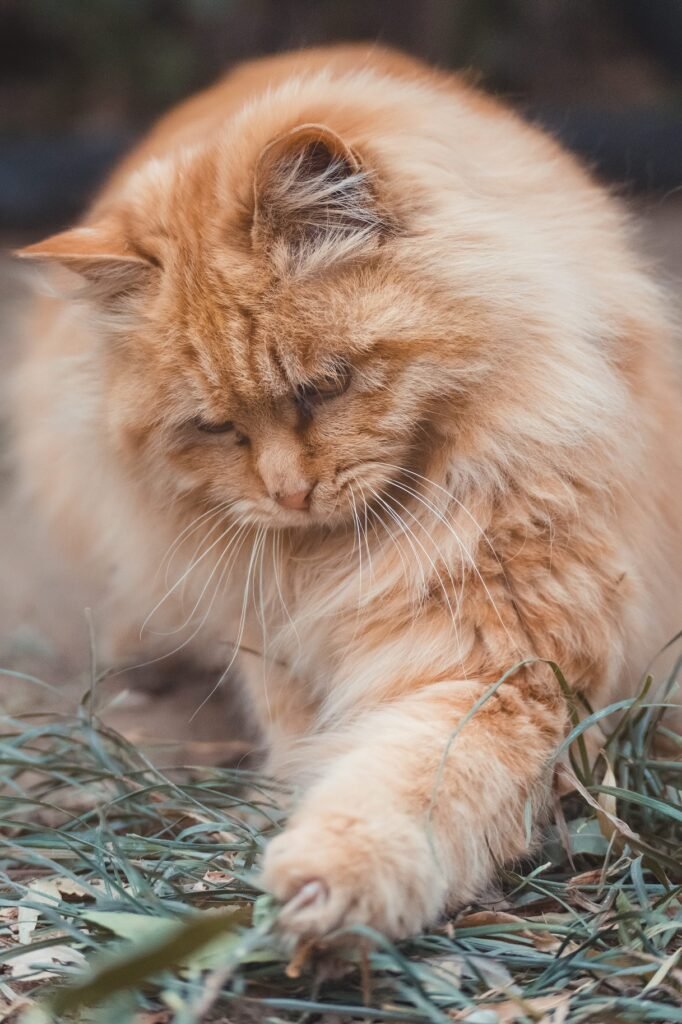 yellow maine coon cat with long fur