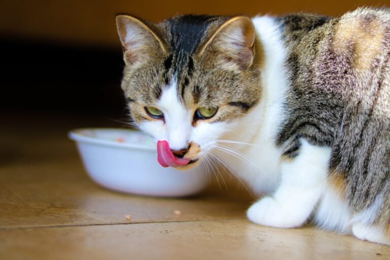 can cats eat raw chicken
