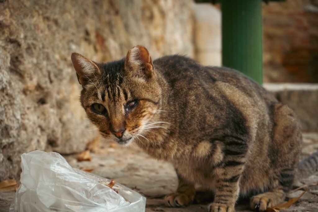 can cats eat raw chicken
