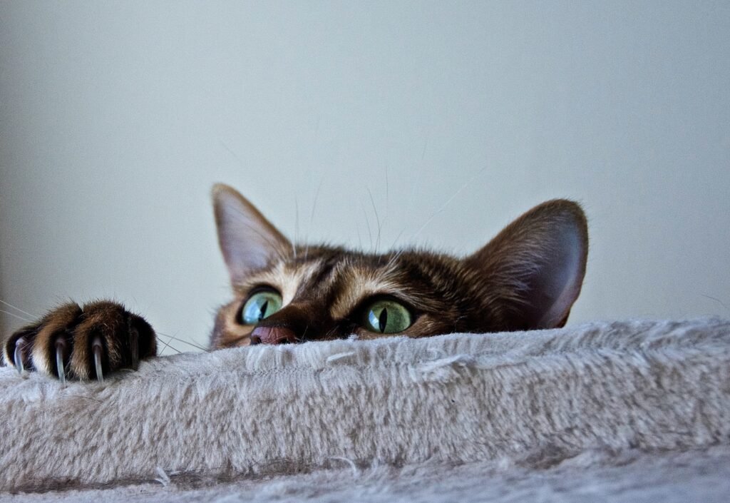 cat sneaking