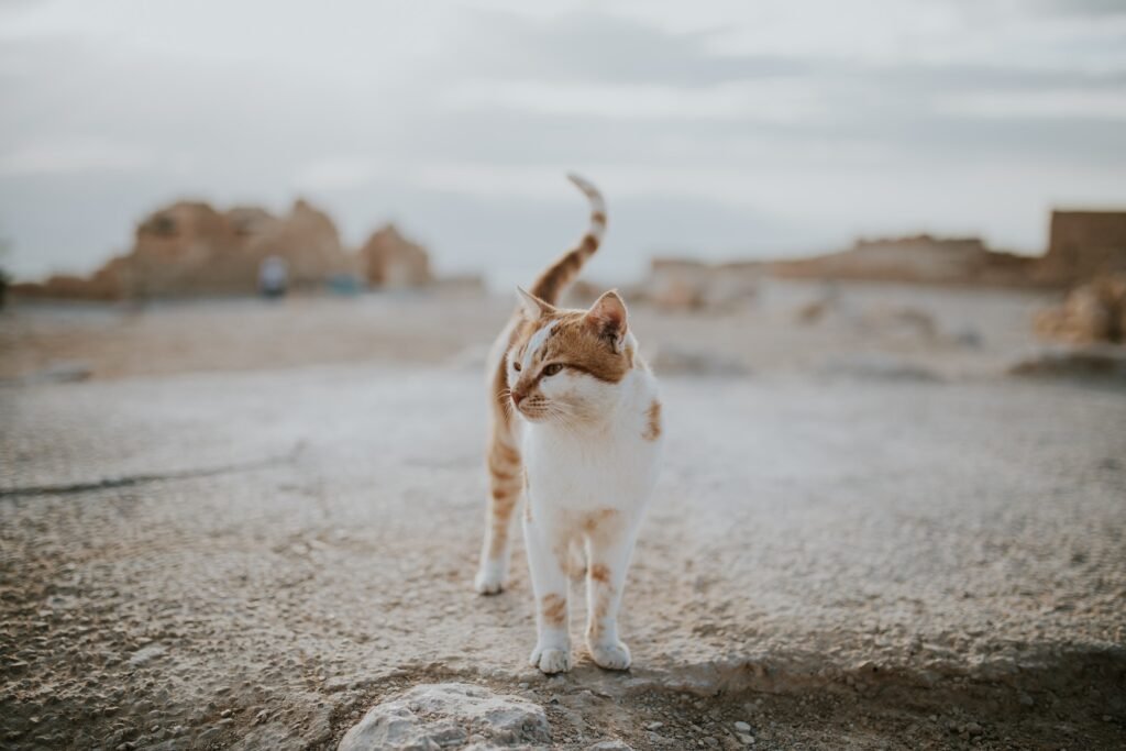 can cats eat catnip