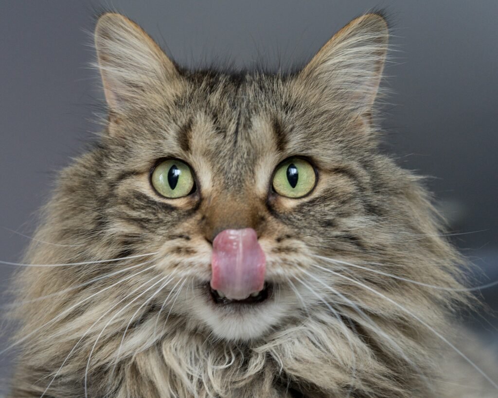 what human food can cats eat
