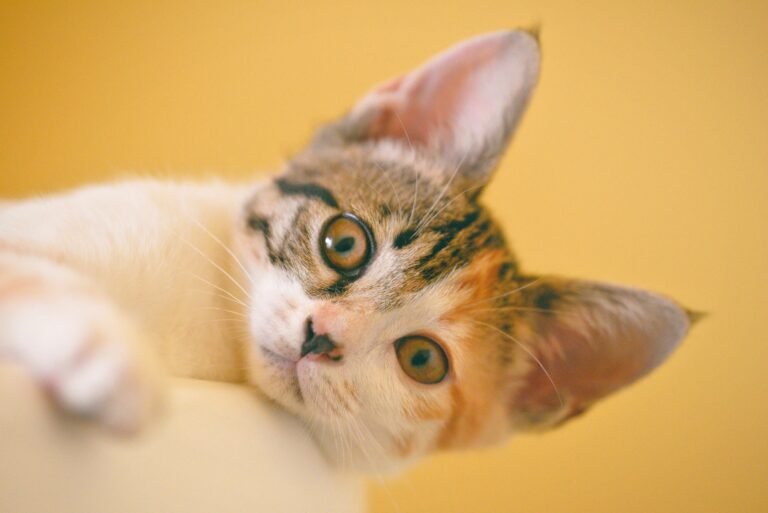 can cats eat cheese