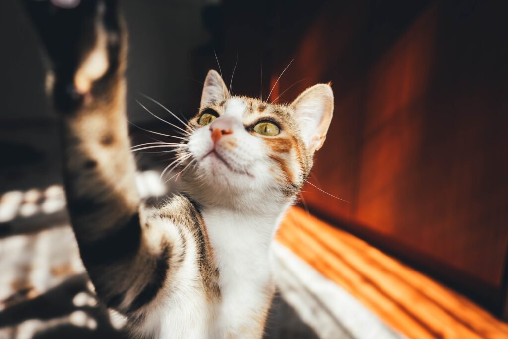can cats eat raw meat