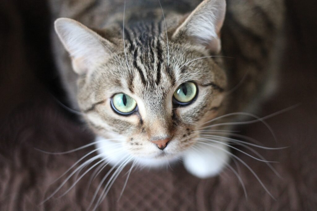 cat looking up