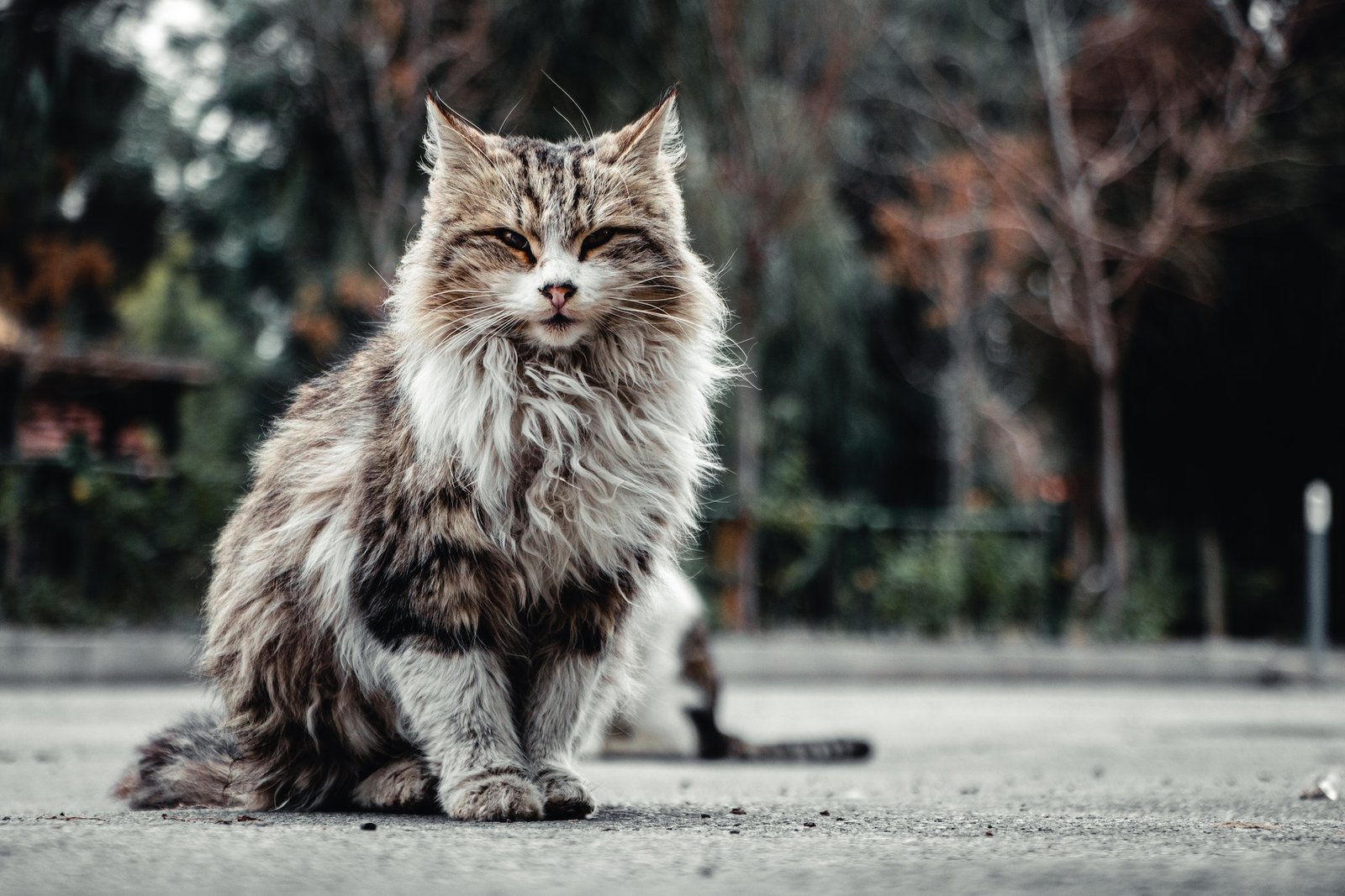 what do maine coon cats eat