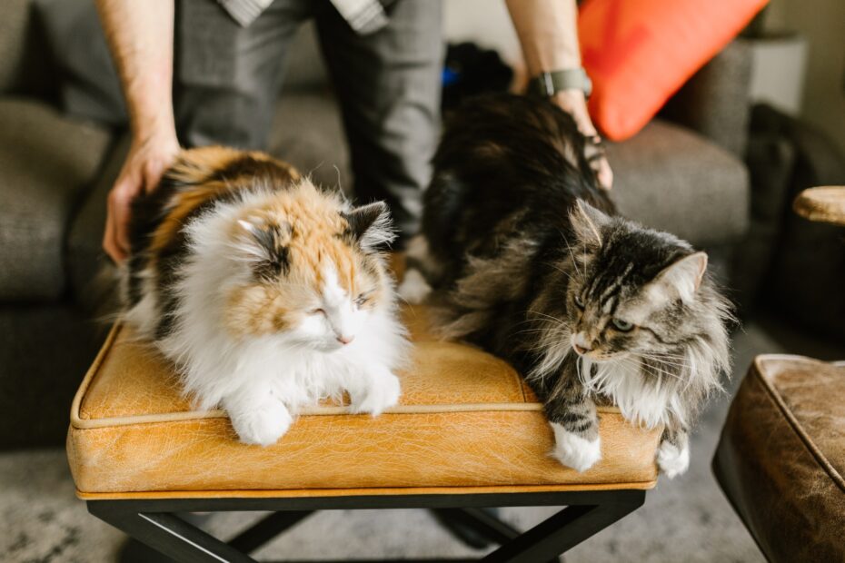 cats similar to maine coon