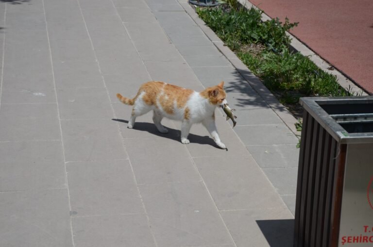 Can Cats Eat Raw Meat