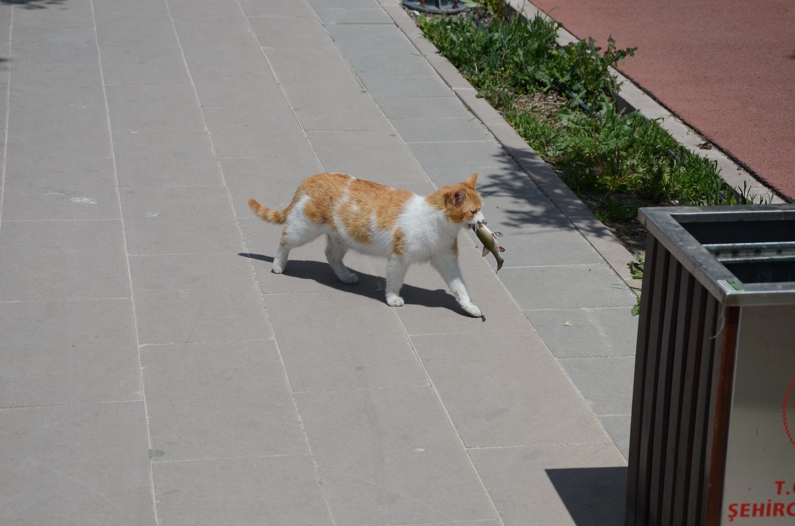Can Cats Eat Raw Meat