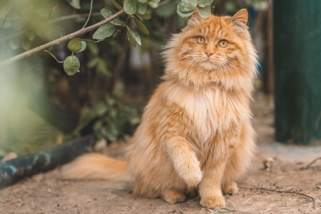 what do maine coon cats eat
