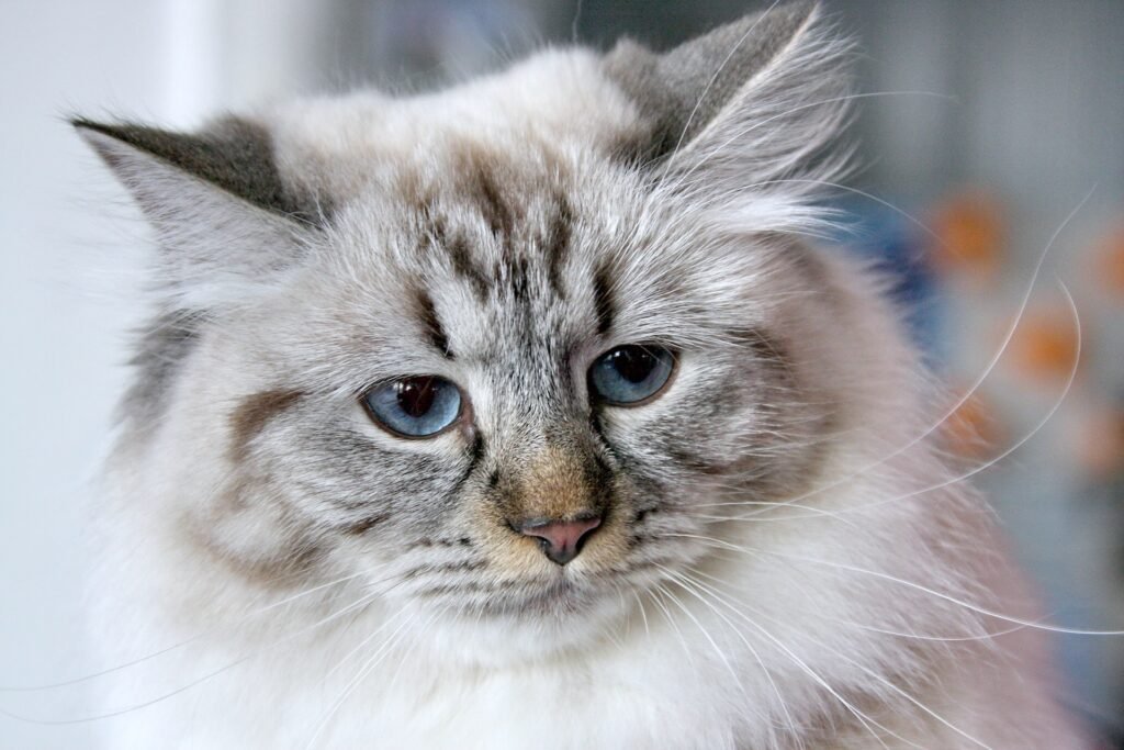 siberian cat