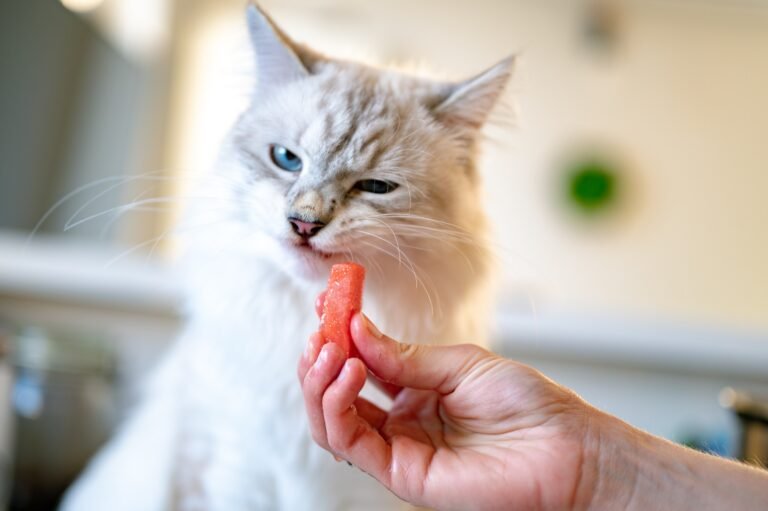 what human food can cats eat