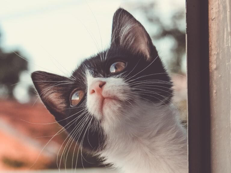 can cats eat catnip