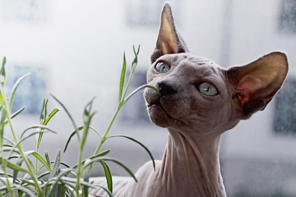 rarest cat breeds, the peterbald cat