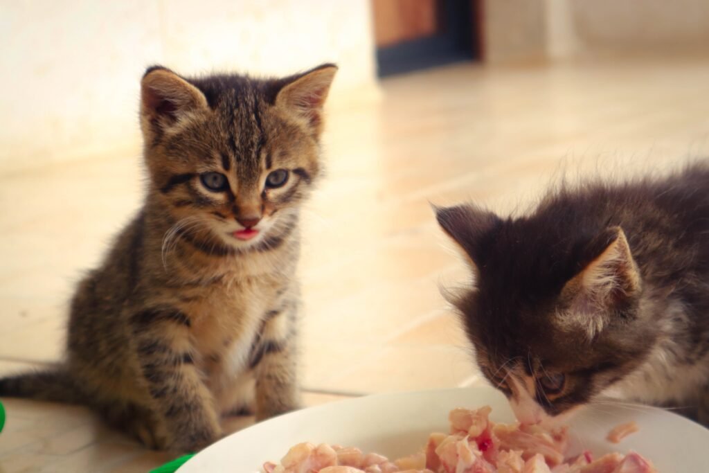 how long can cats go without eating, kittens eating food