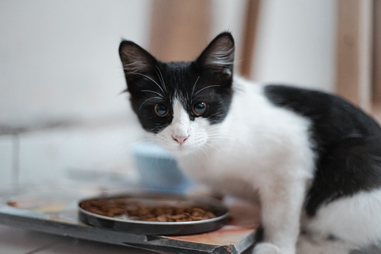 How Often Should Cats Eat?