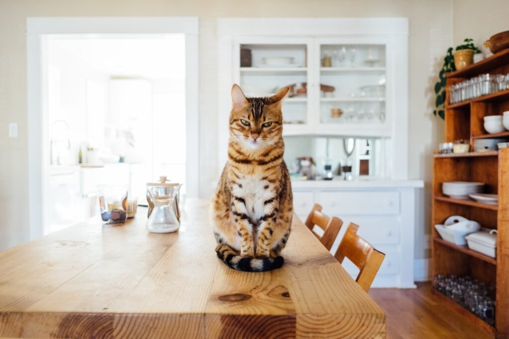how often should cats eat, cat on a table
