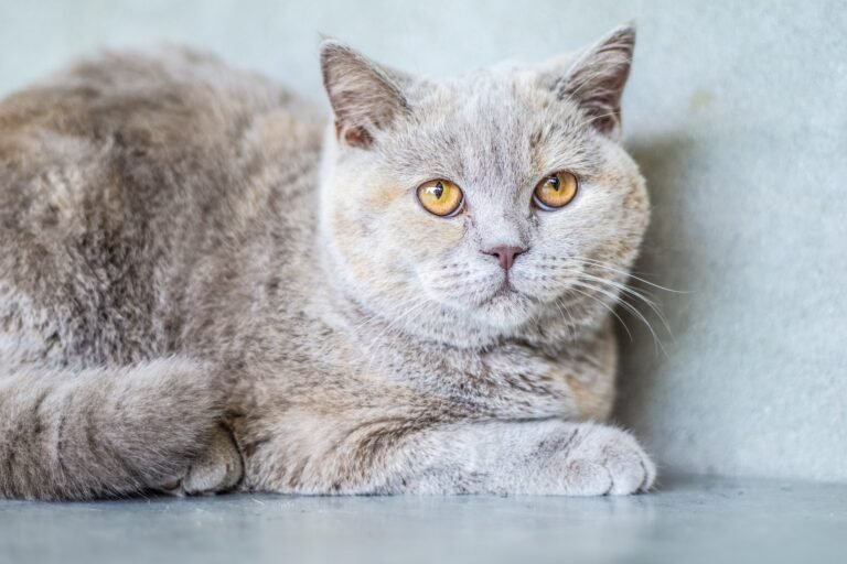 Big Cats as Pets