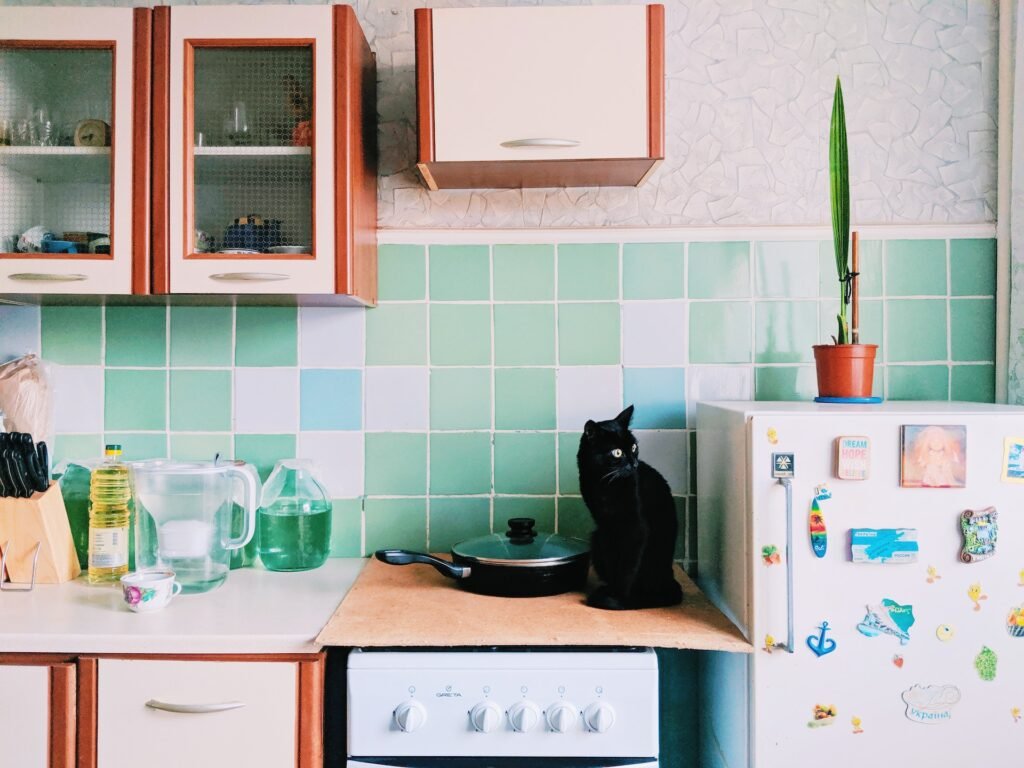 cat on a kitchen counter