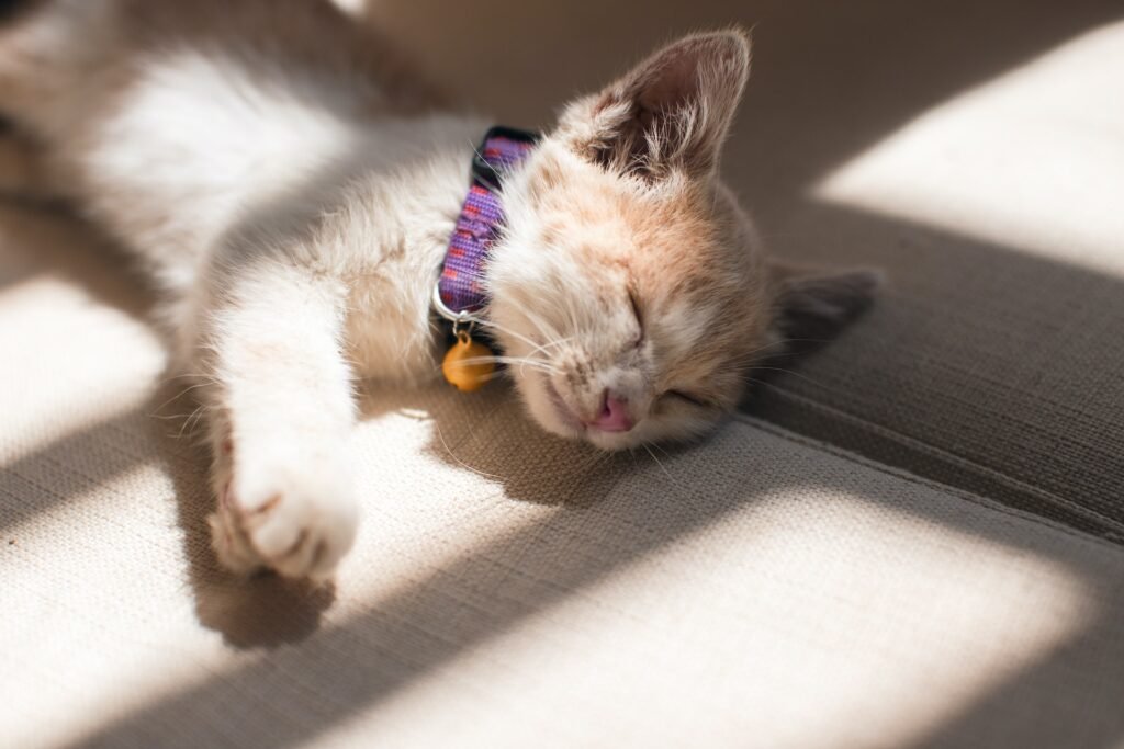 cat sleeping