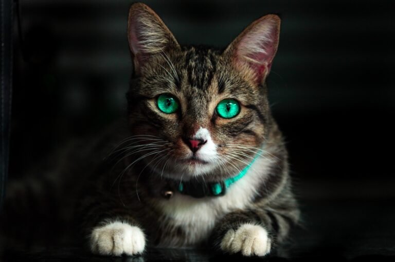 rarest cat breeds