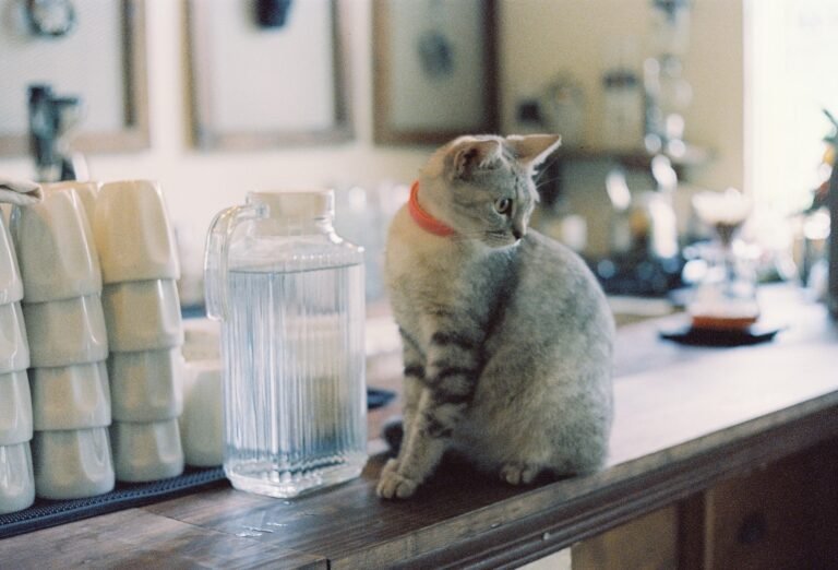 how to keep cats off counters