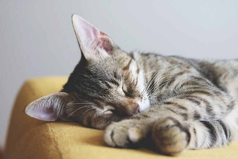 do cats dream