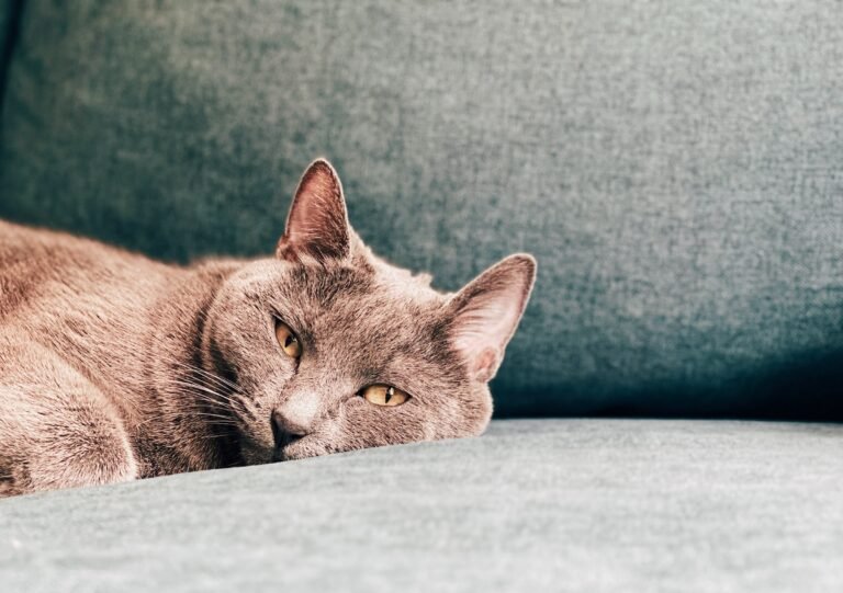 How Long Can Cats Go Without Food?
