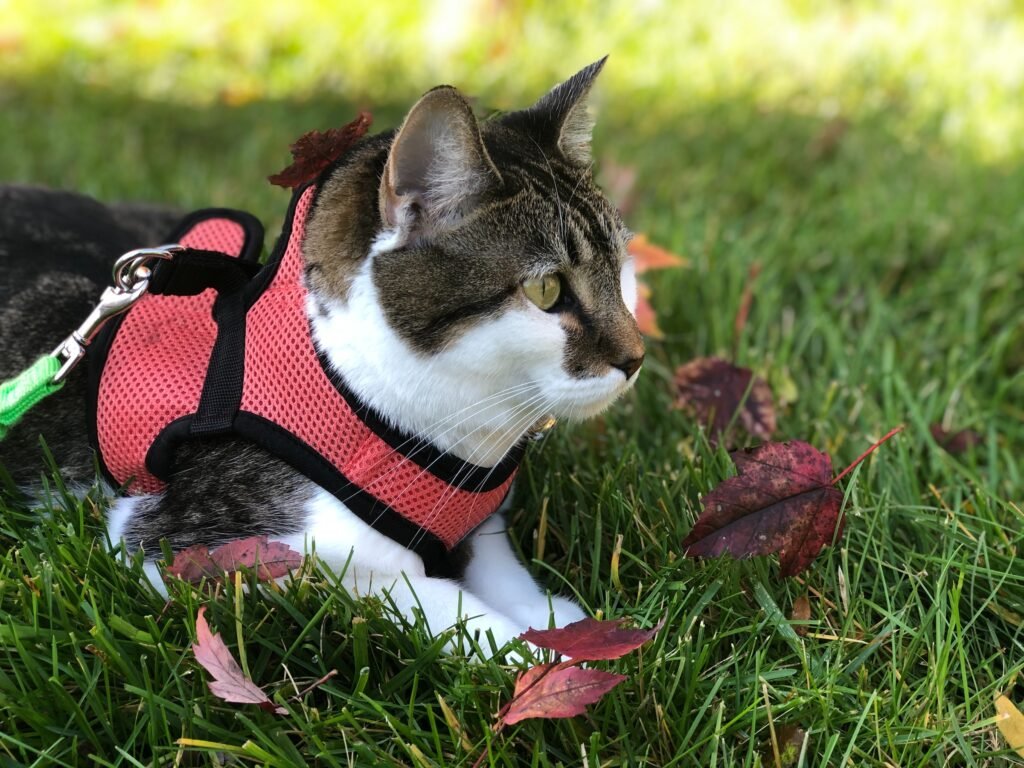 how to measure a cat, can in a harness
