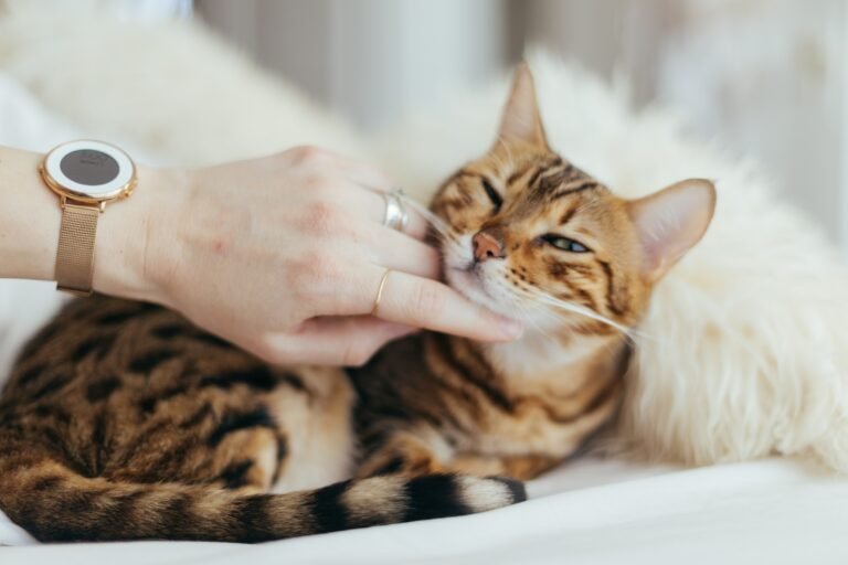 How to Tell If a Cat Is Happy