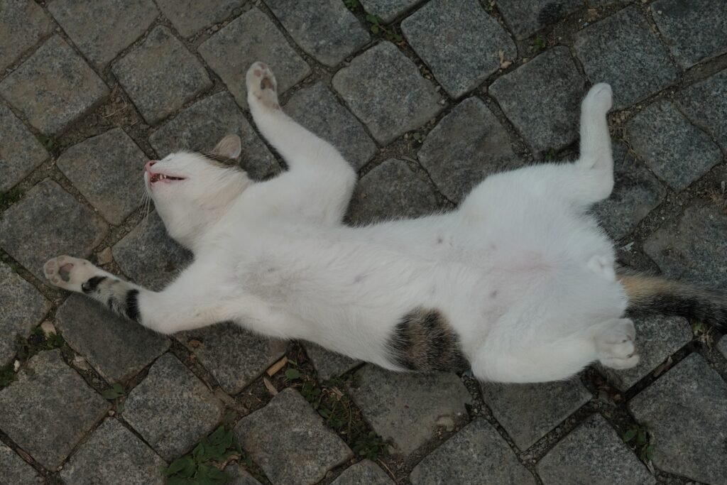 cat enjoying on its back