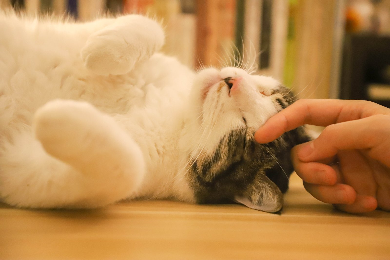 Cat Body Language